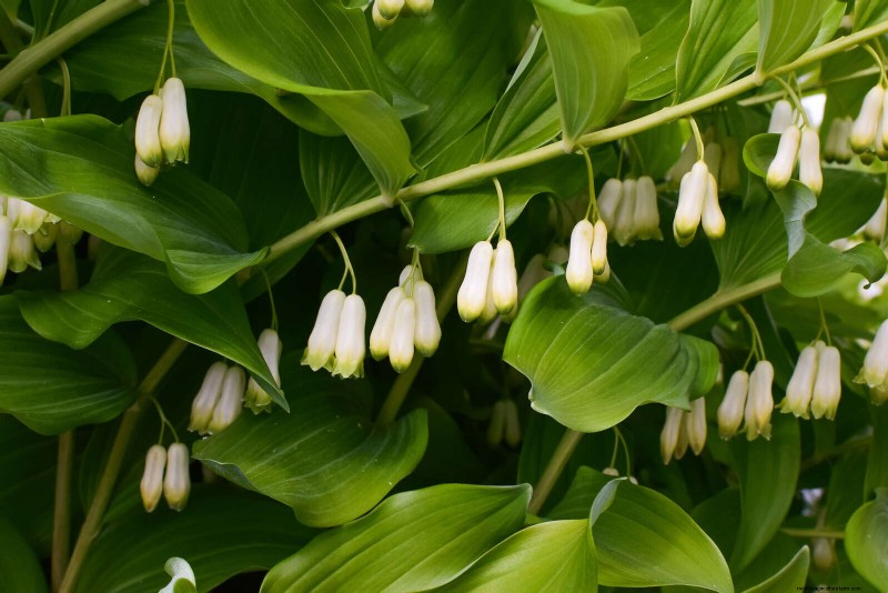 Shade-Loving Plants: Beautiful Greenery for Low-Light Gardens