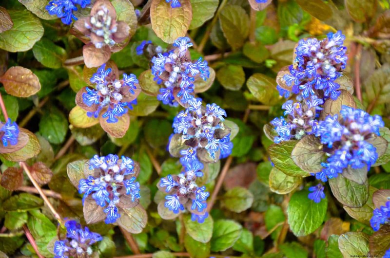 Shade-Loving Plants: Beautiful Greenery for Low-Light Gardens