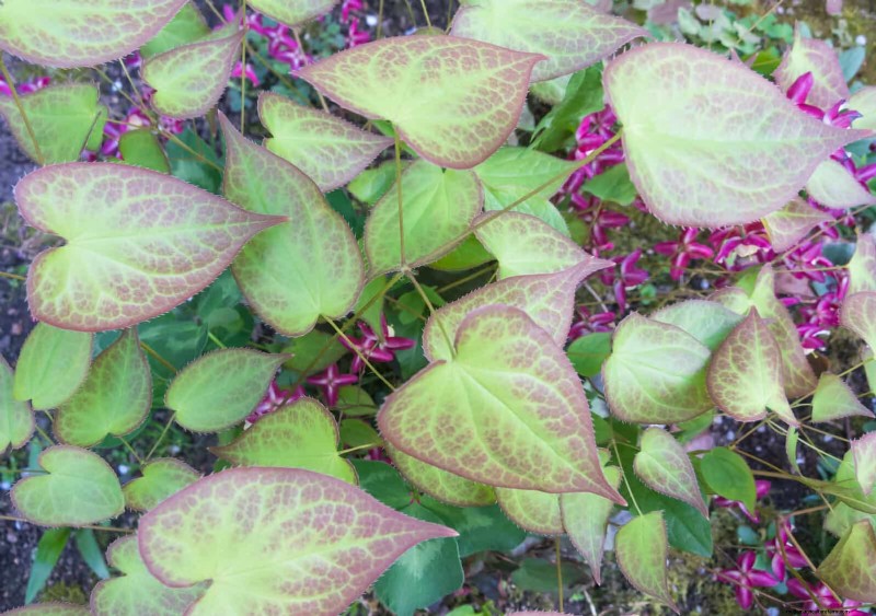 Shade-Loving Plants: Beautiful Greenery for Low-Light Gardens