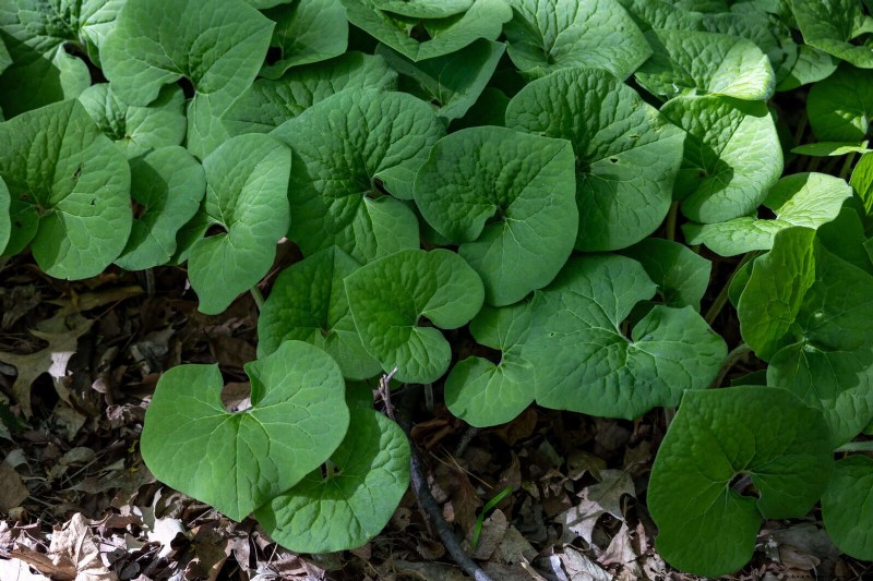 Shade-Loving Plants: Beautiful Greenery for Low-Light Gardens