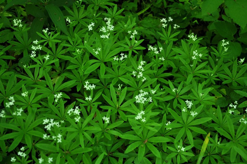 Shade-Loving Plants: Beautiful Greenery for Low-Light Gardens