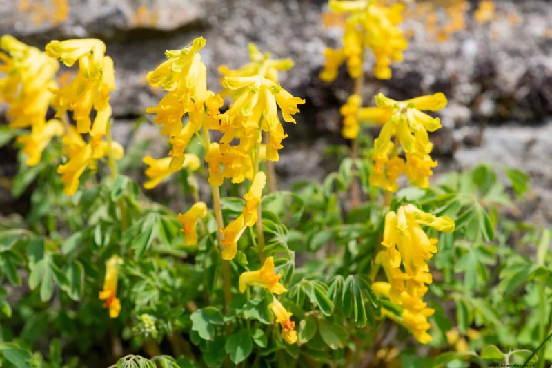 Shade-Loving Plants: Beautiful Greenery for Low-Light Gardens