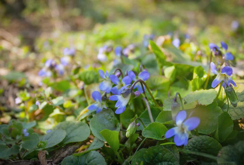 Shade-Loving Plants: Beautiful Greenery for Low-Light Gardens
