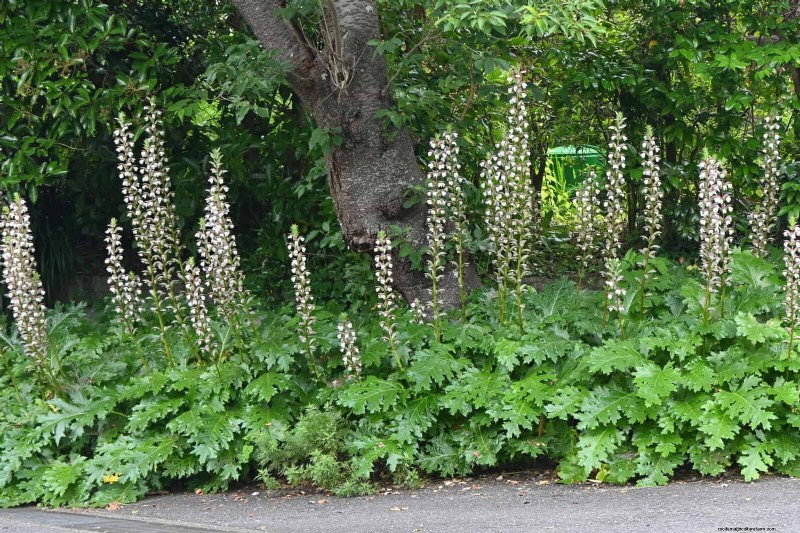 Shade-Loving Plants: Beautiful Greenery for Low-Light Gardens