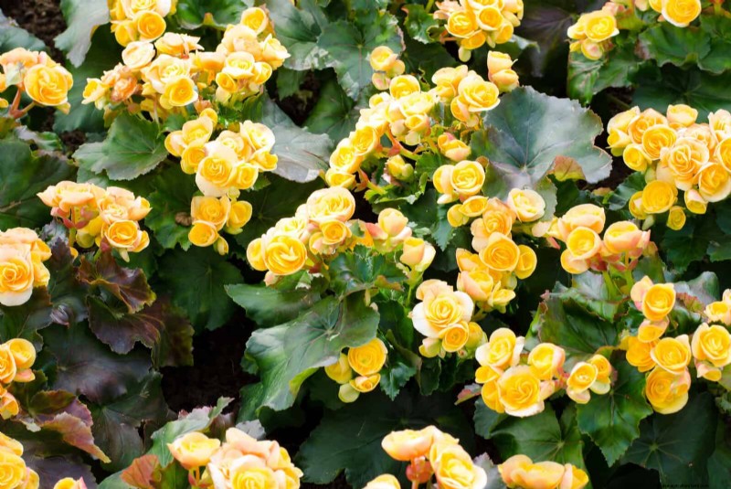 Shade-Loving Plants: Beautiful Greenery for Low-Light Gardens