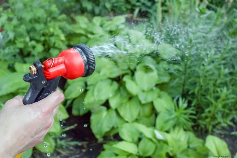Shade-Loving Plants: Beautiful Greenery for Low-Light Gardens