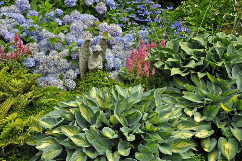 Shade-Loving Plants: Beautiful Greenery for Low-Light Gardens