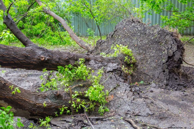 Protecting Your Garden: How Tornadoes & Storms Affect Spring Plants