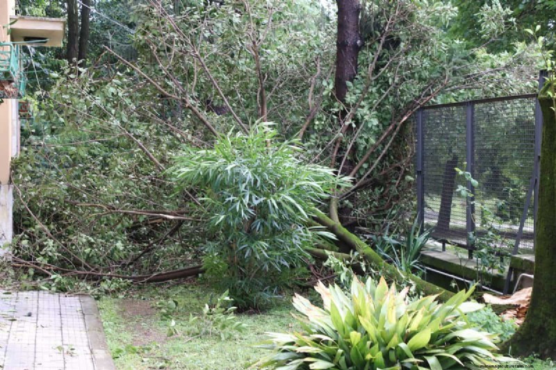 Protecting Your Garden: How Tornadoes & Storms Affect Spring Plants