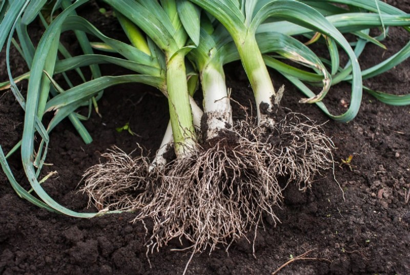 Protecting Your Garden: How Tornadoes & Storms Affect Spring Plants