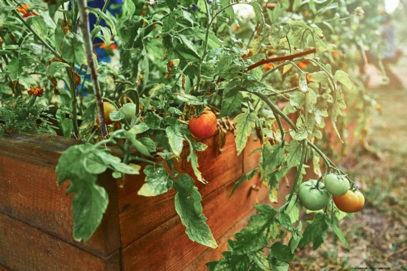Protecting Your Garden: How Tornadoes & Storms Affect Spring Plants
