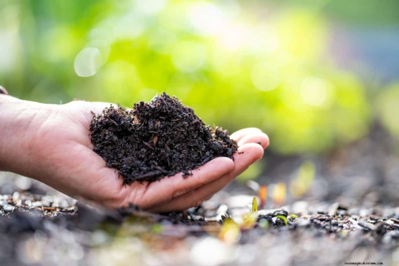 Protecting Your Garden: How Tornadoes & Storms Affect Spring Plants