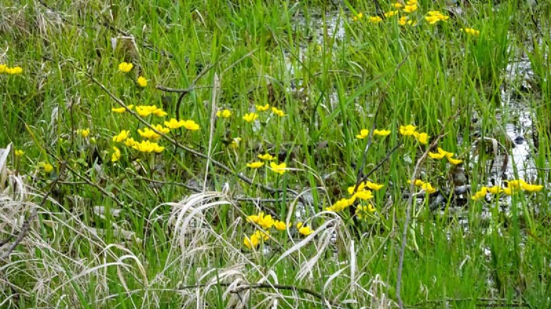 Protecting Your Garden: How Tornadoes & Storms Affect Spring Plants