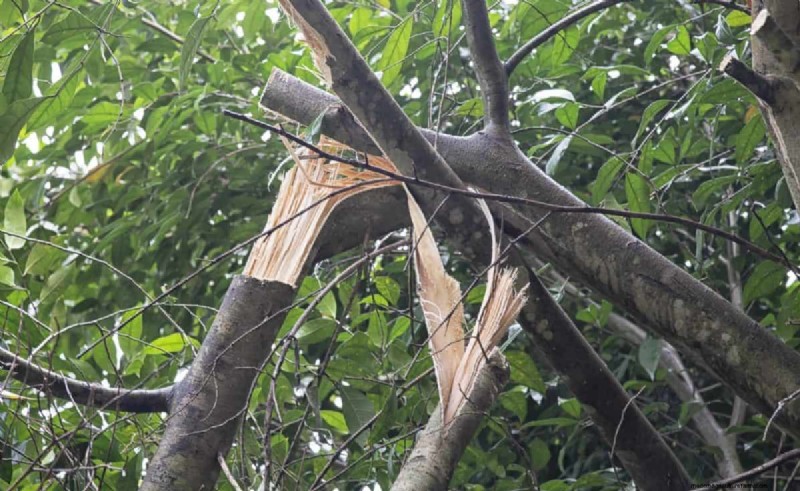 Protecting Your Garden: How Tornadoes & Storms Affect Spring Plants