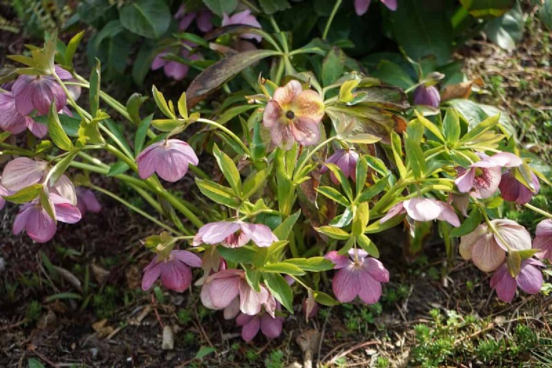 Protecting Your Garden: How Tornadoes & Storms Affect Spring Plants