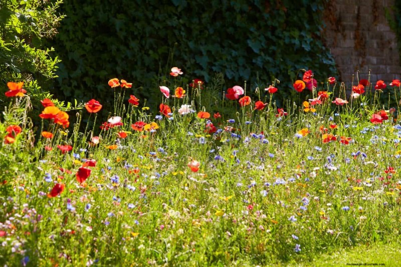 Protecting Your Garden: How Tornadoes & Storms Affect Spring Plants