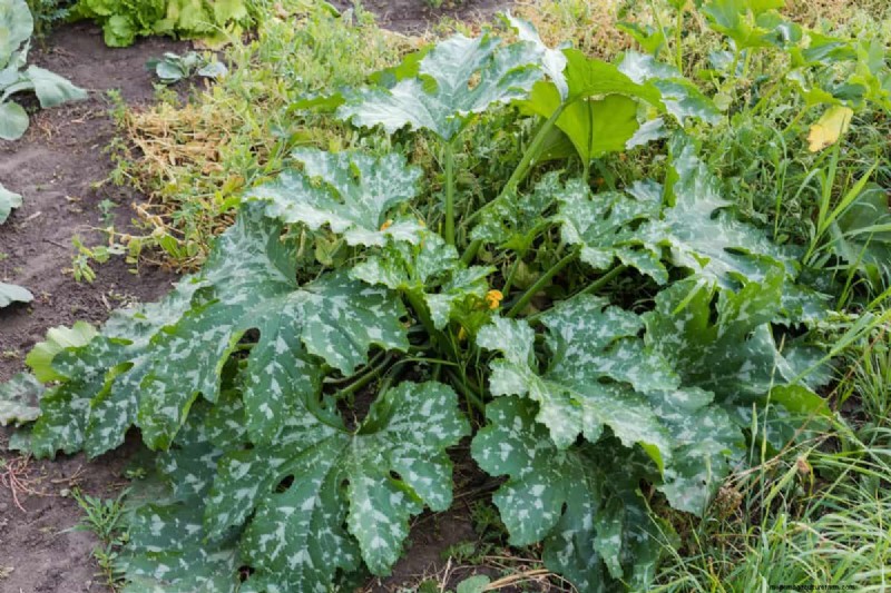 Protecting Your Garden: How Tornadoes & Storms Affect Spring Plants