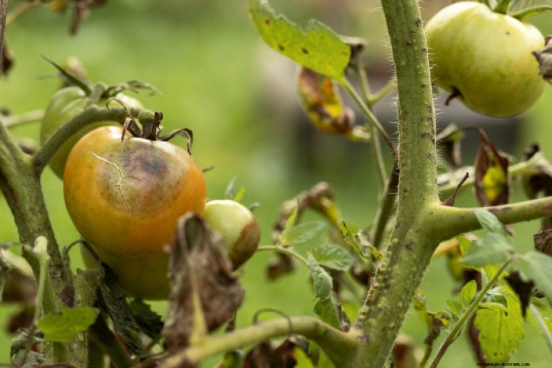 Protecting Your Garden: How Tornadoes & Storms Affect Spring Plants