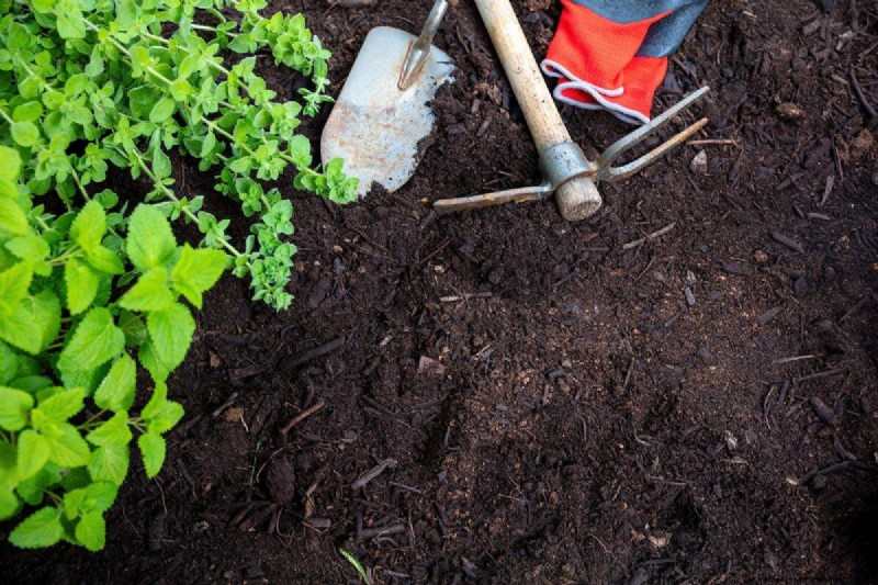 Protecting Your Garden: How Tornadoes & Storms Affect Spring Plants