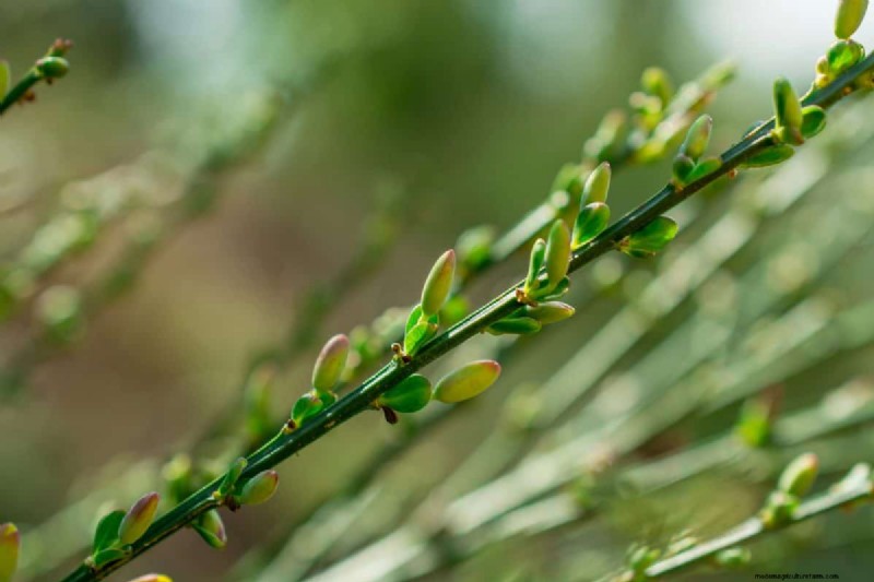 Protecting Your Garden: How Tornadoes & Storms Affect Spring Plants