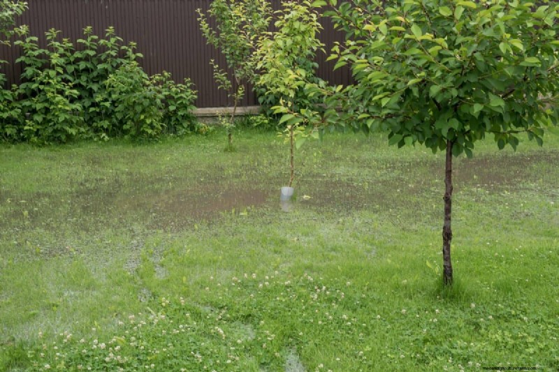 Protecting Your Garden: How Tornadoes & Storms Affect Spring Plants