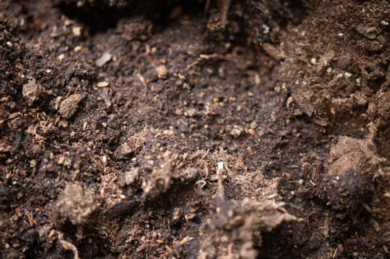 Protecting Your Garden: How Tornadoes & Storms Affect Spring Plants
