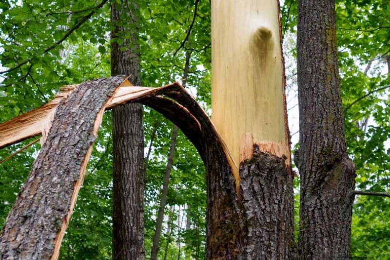 Protecting Your Garden: How Tornadoes & Storms Affect Spring Plants