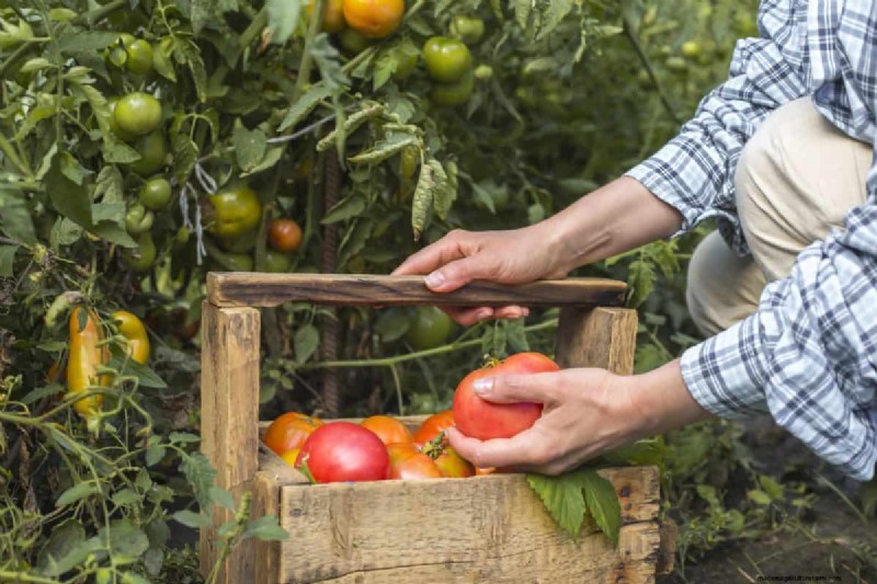 Protecting Your Garden: How Tornadoes & Storms Affect Spring Plants