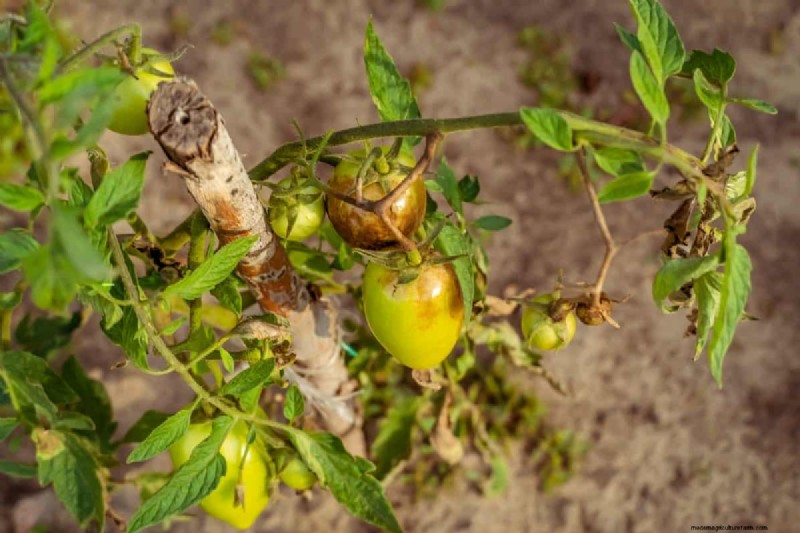 Protecting Your Garden: How Tornadoes & Storms Affect Spring Plants