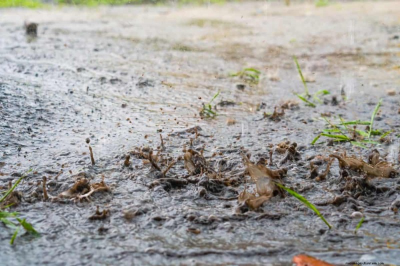 Protecting Your Garden: How Tornadoes & Storms Affect Spring Plants