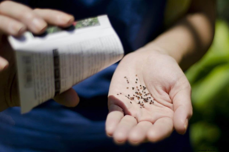 Troubleshooting Spring Seed Germination: 21 Common Issues & Solutions