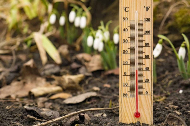 Troubleshooting Spring Seed Germination: 21 Common Issues & Solutions