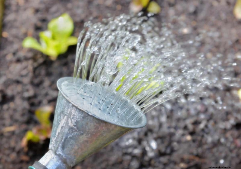 Troubleshooting Spring Seed Germination: 21 Common Issues & Solutions