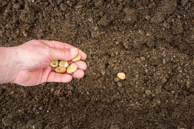 Troubleshooting Spring Seed Germination: 21 Common Issues & Solutions