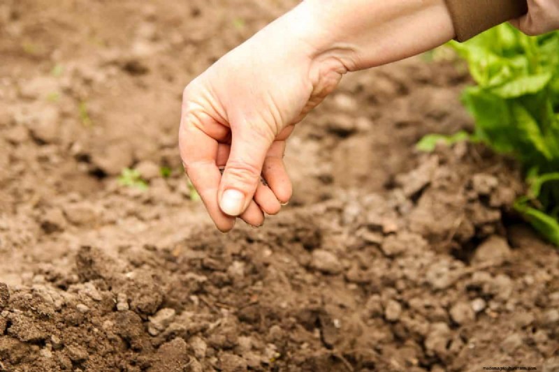 Troubleshooting Spring Seed Germination: 21 Common Issues & Solutions