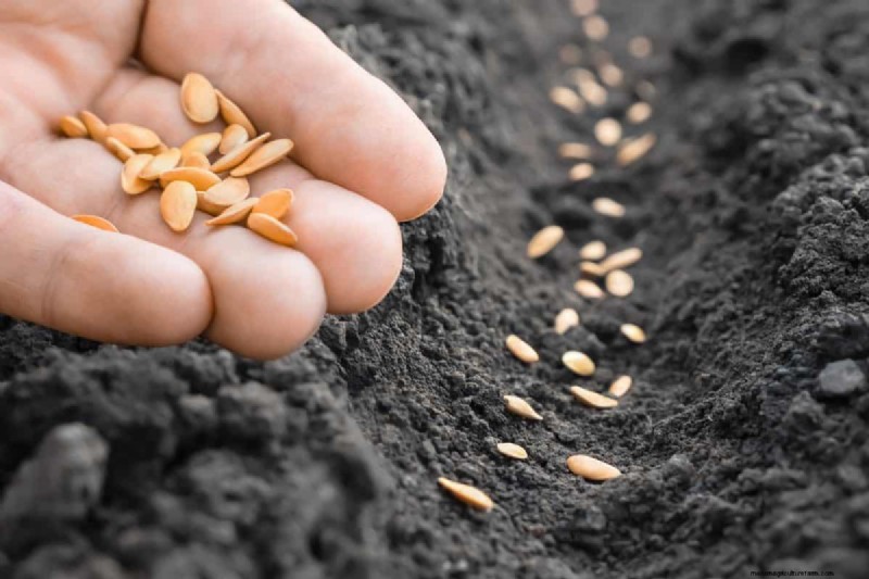 Troubleshooting Spring Seed Germination: 21 Common Issues & Solutions