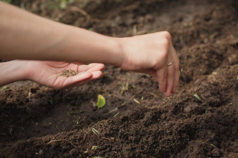 Troubleshooting Spring Seed Germination: 21 Common Issues & Solutions