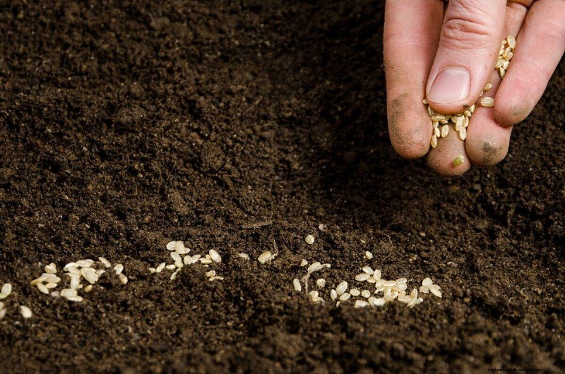 Troubleshooting Spring Seed Germination: 21 Common Issues & Solutions