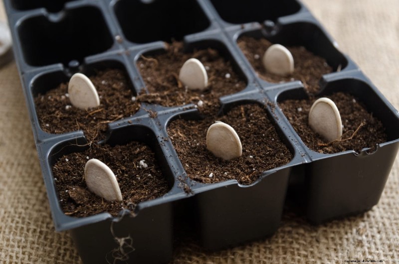 Troubleshooting Spring Seed Germination: 21 Common Issues & Solutions