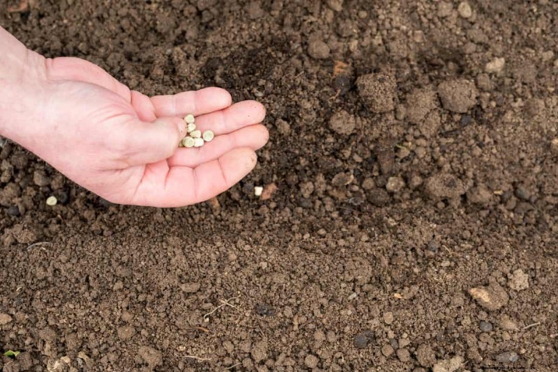 Troubleshooting Spring Seed Germination: 21 Common Issues & Solutions