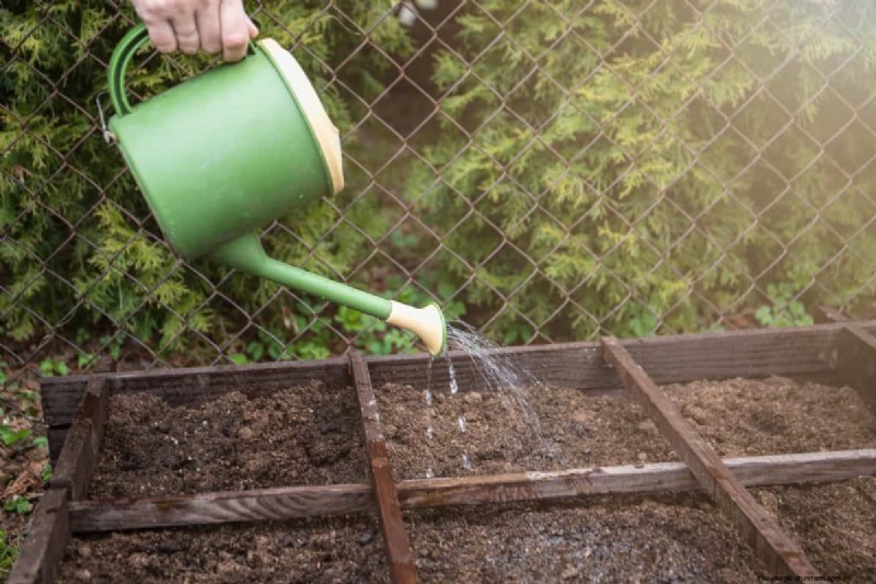 Troubleshooting Spring Seed Germination: 21 Common Issues & Solutions