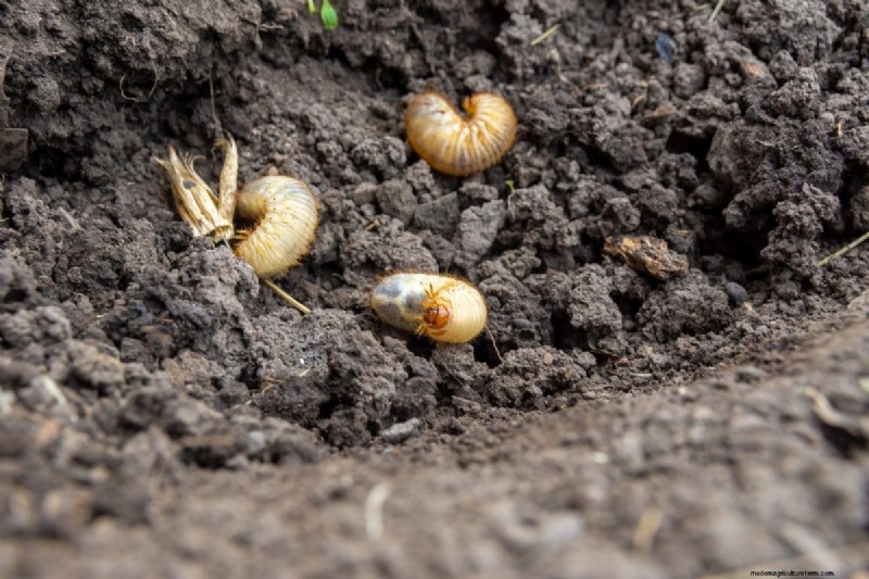 Troubleshooting Spring Seed Germination: 21 Common Issues & Solutions