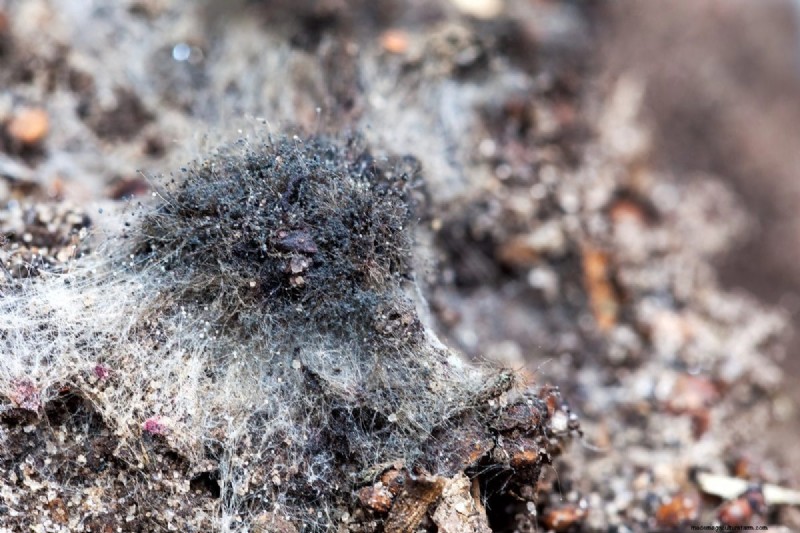 Troubleshooting Spring Seed Germination: 21 Common Issues & Solutions