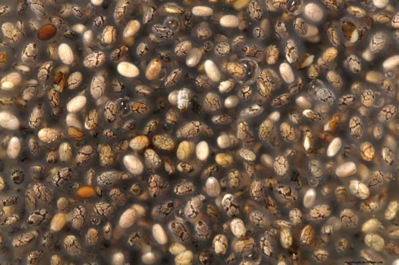 Troubleshooting Spring Seed Germination: 21 Common Issues & Solutions