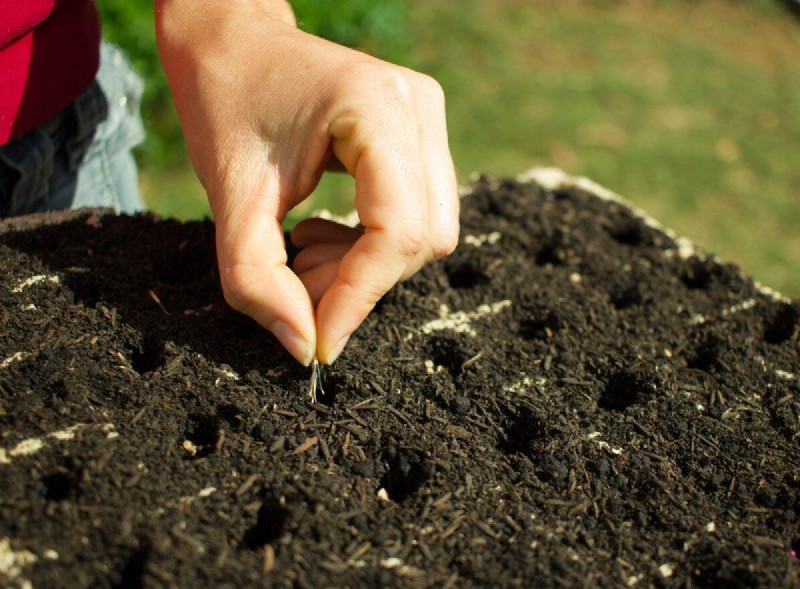 Troubleshooting Spring Seed Germination: 21 Common Issues & Solutions
