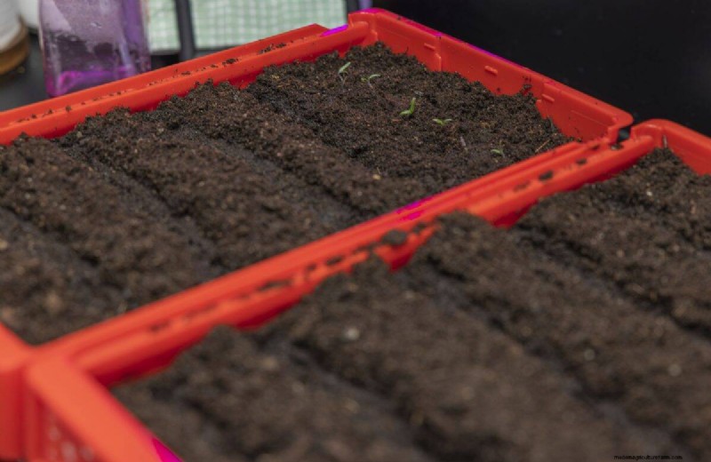 Troubleshooting Spring Seed Germination: 21 Common Issues & Solutions