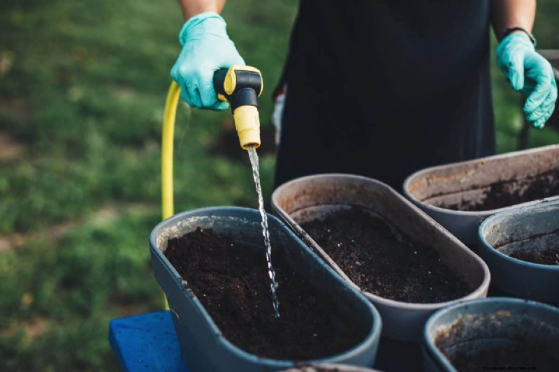 Troubleshooting Spring Seed Germination: 21 Common Issues & Solutions