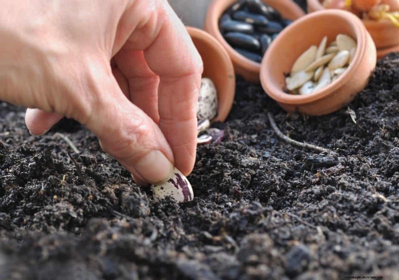 Troubleshooting Spring Seed Germination: 21 Common Issues & Solutions
