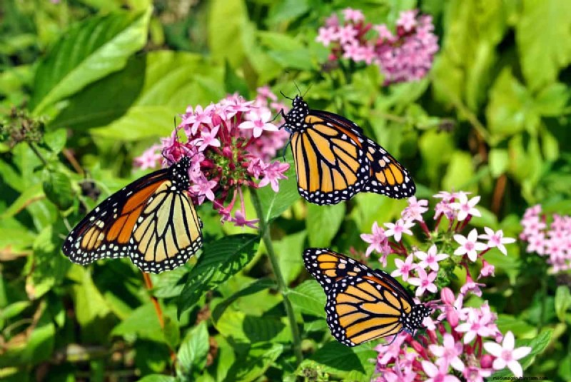Attract Butterflies: 24 Beautiful Plants to Save Butterfly Populations