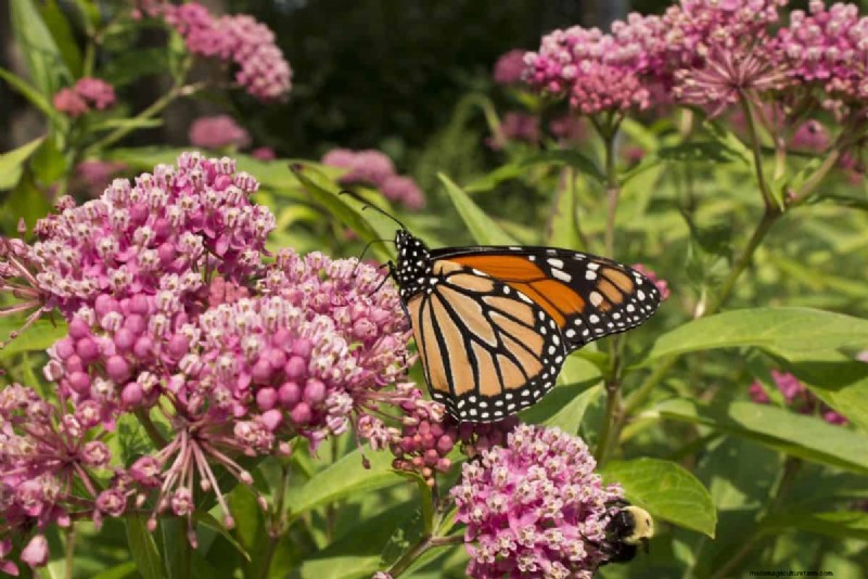 Attract Butterflies: 24 Beautiful Plants to Save Butterfly Populations